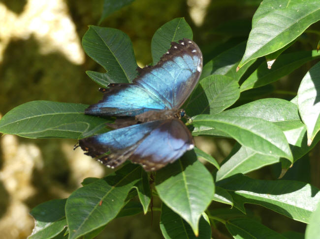 butterfly at raingarden