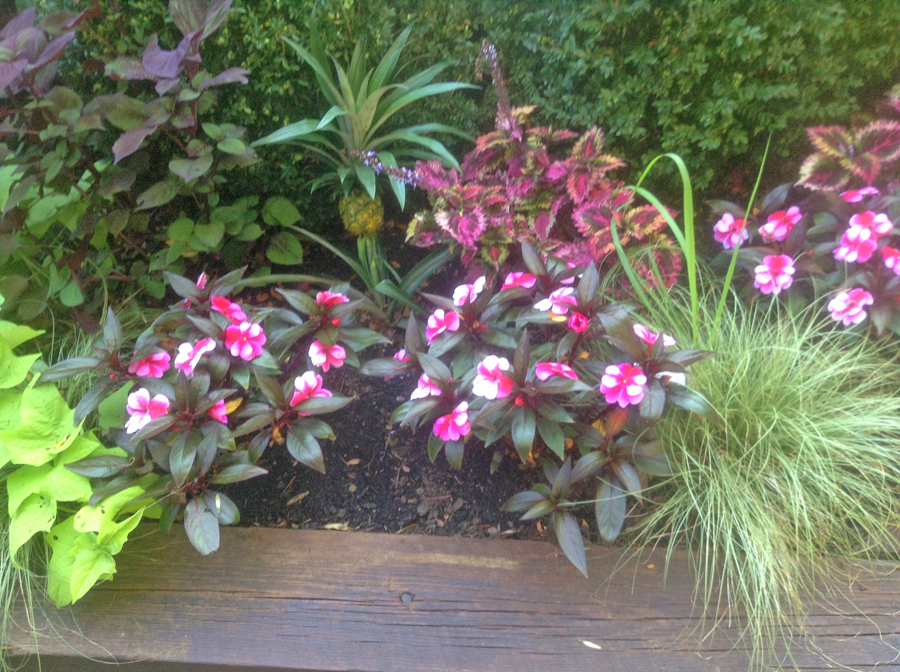 flowers  at Oliver Winery, Bloomington Indiana