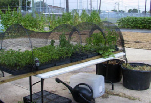 part of garden at Hollygrove Market and Farm in New Orleans