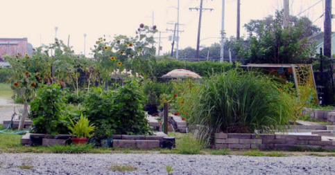 Hollygrove Market and Farm community garden in New Orleans