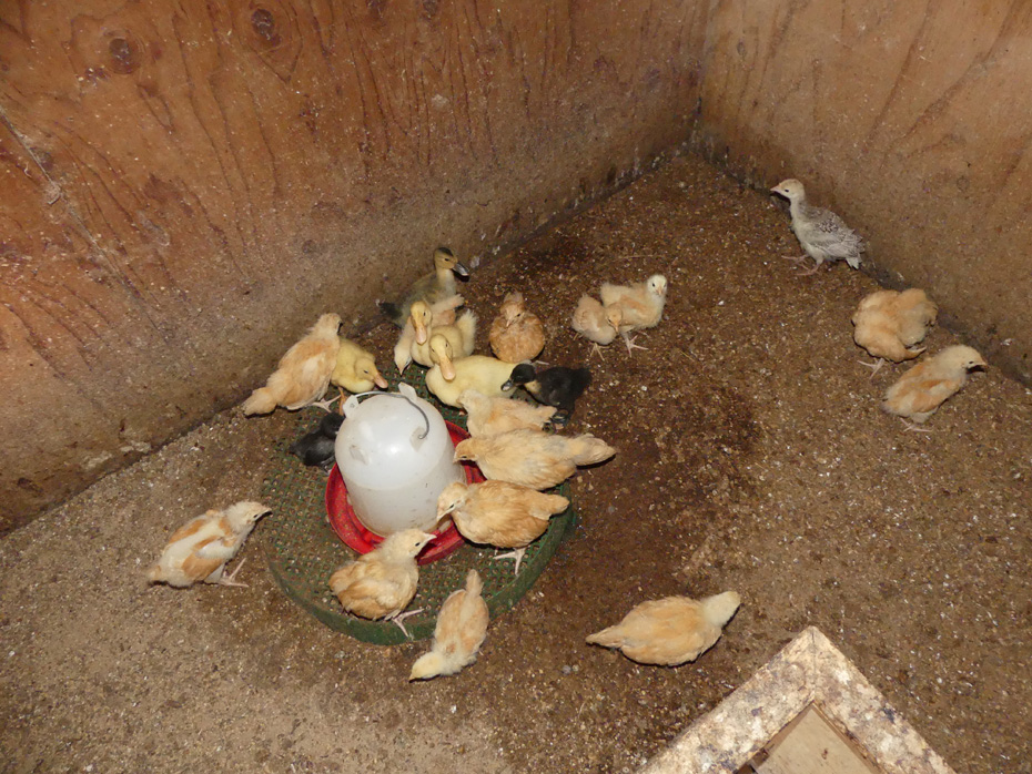 baby chicks and ducks around a feeder and waterer atOld McCaskill Farm