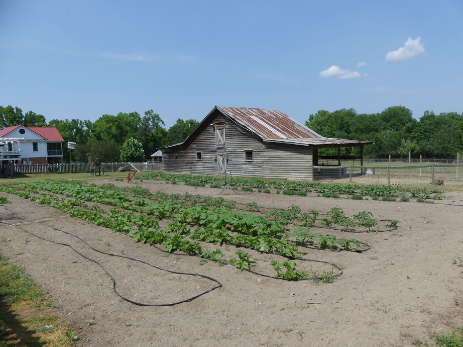 Vegatable garden at Old McCaskill Farm