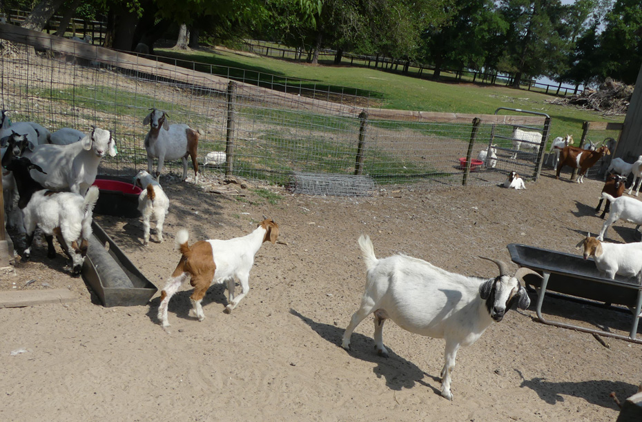 goats at Old McCaskill Farm in Camden, SC