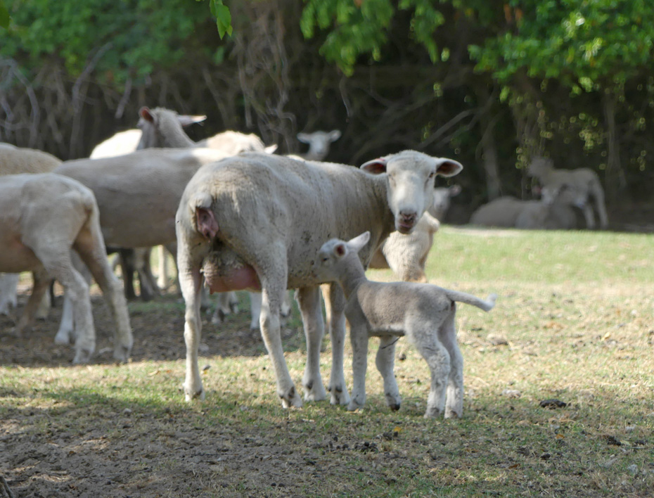 Sheep herd with momma and baby sheep