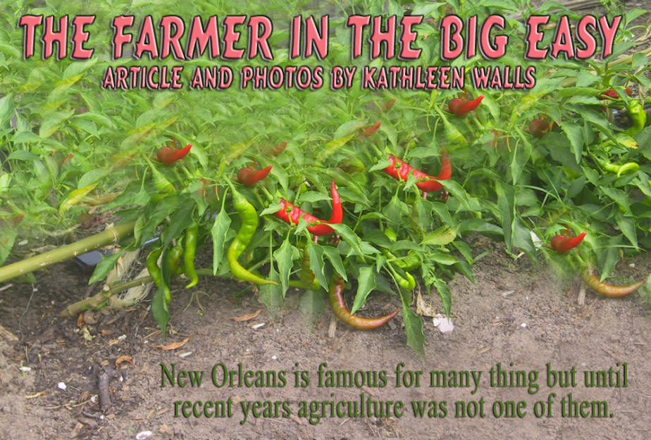 St. Bernard Parish,  Vintage Garden Farm. red peppers growing