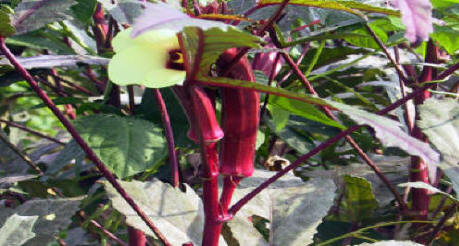 Heritage red okra grown at Vintage Gatdens & Grow Dat Youth Farm in New Orleans