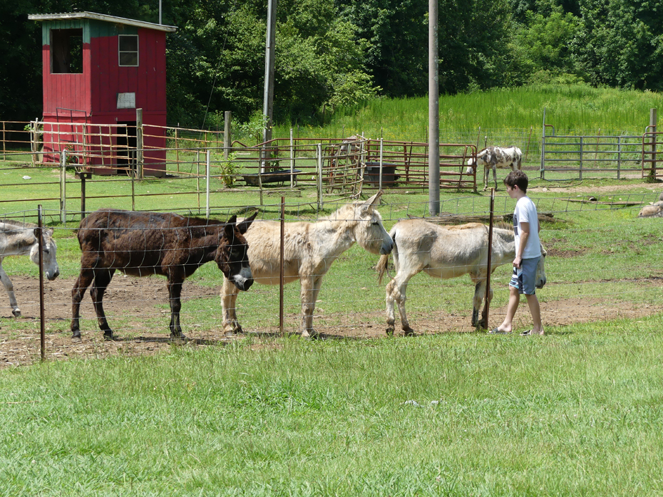 boy and three donkeys 