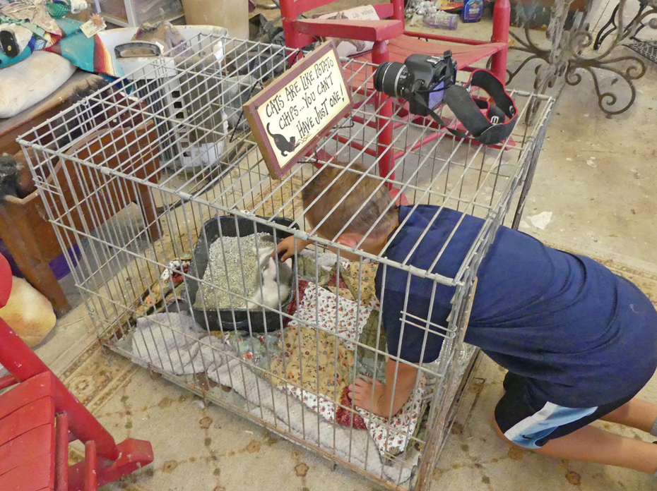 boy taking kitten out of cage