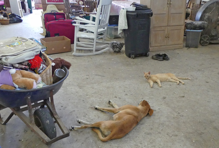 dog and cat sleeping on floor with rooster in back