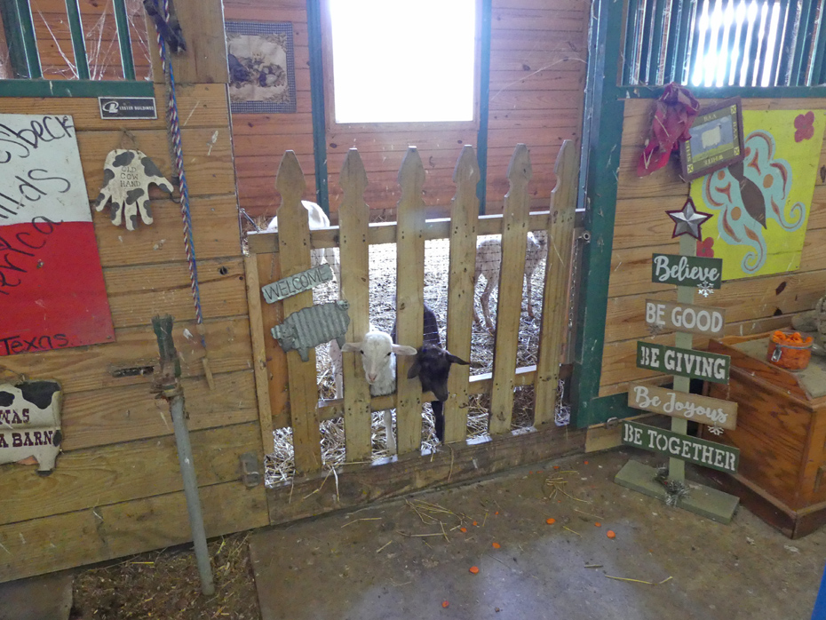 goats sticking heads through fence in stall for treats