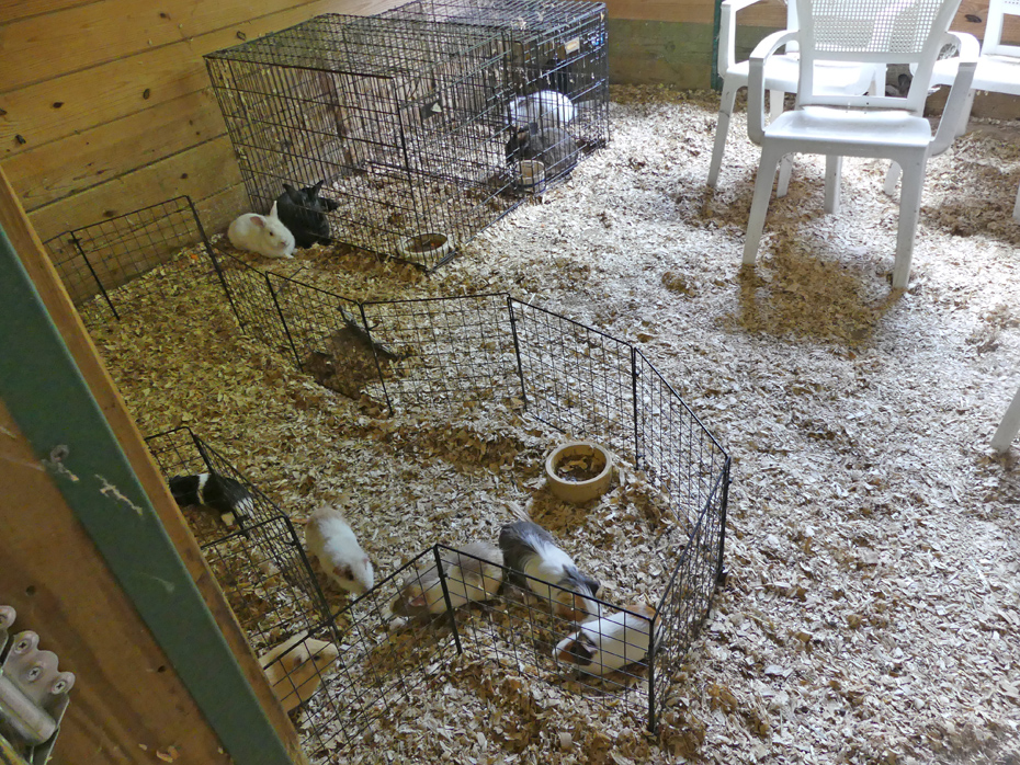 guiene pigs and rabbits in enclosure