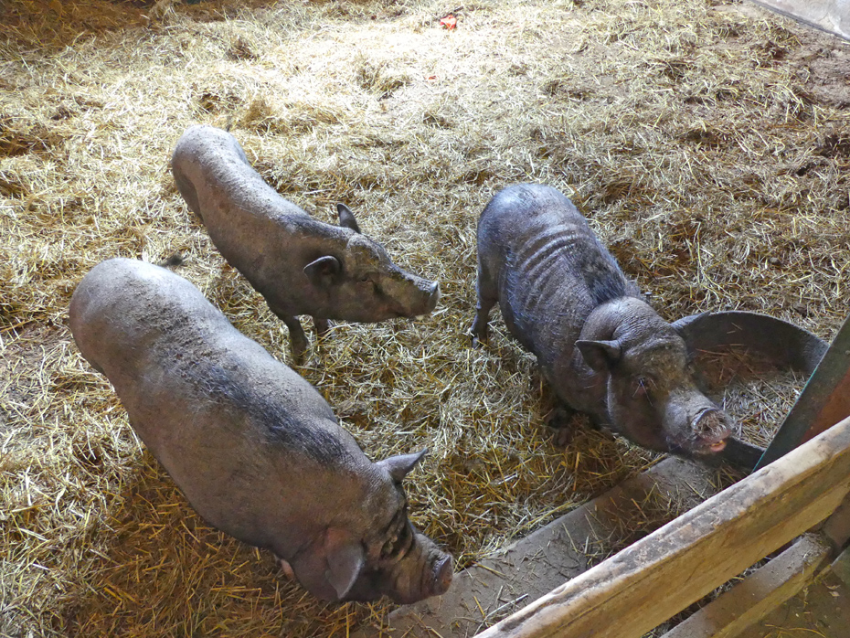 three pigs 