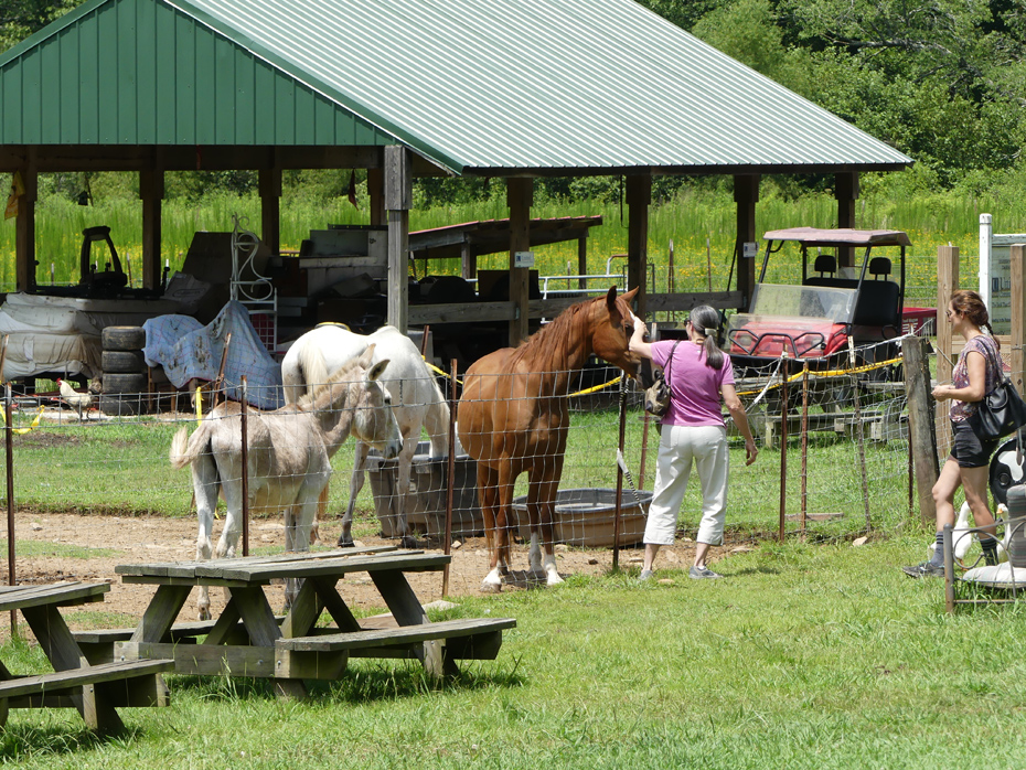 two women petting a horse other animals around