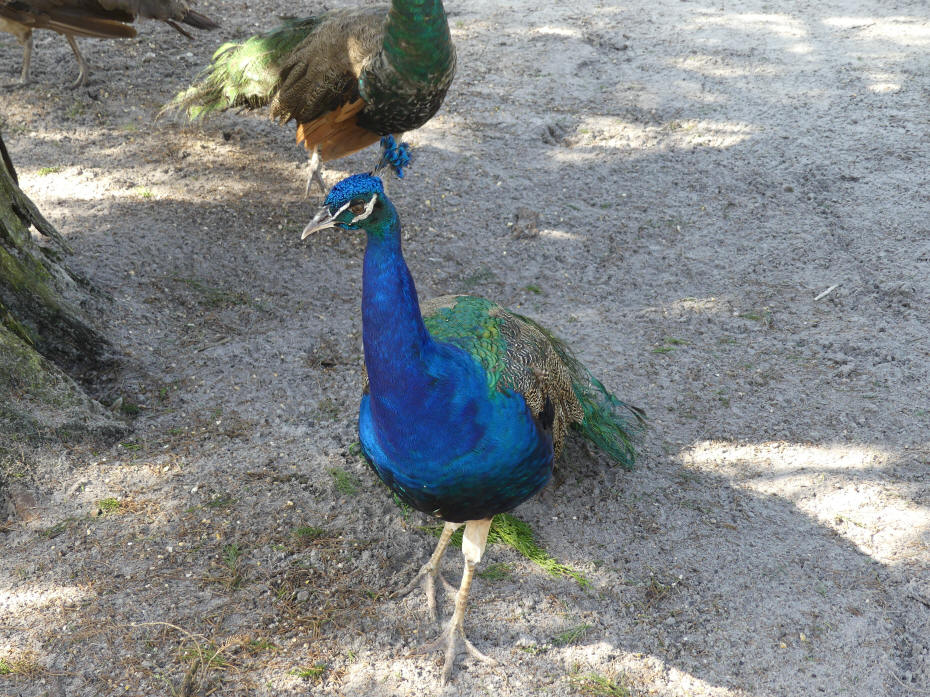 peacock