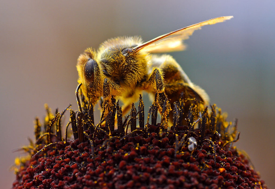 bee covered in pollen on plant