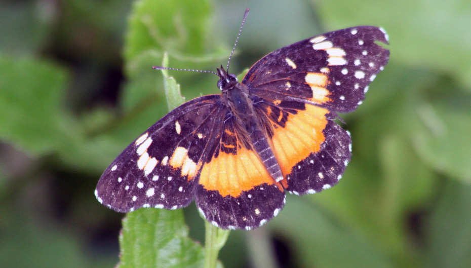 butterfly on leaf