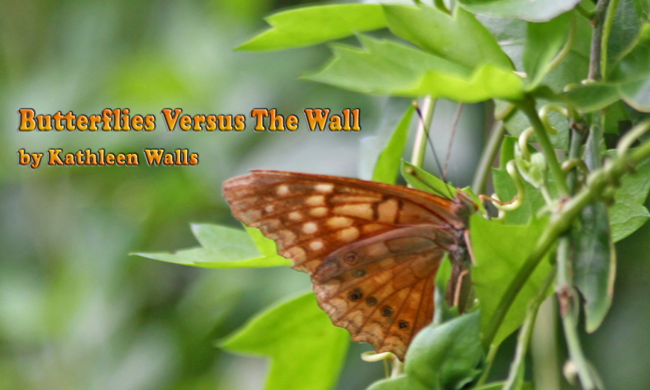 butterfly on leaf