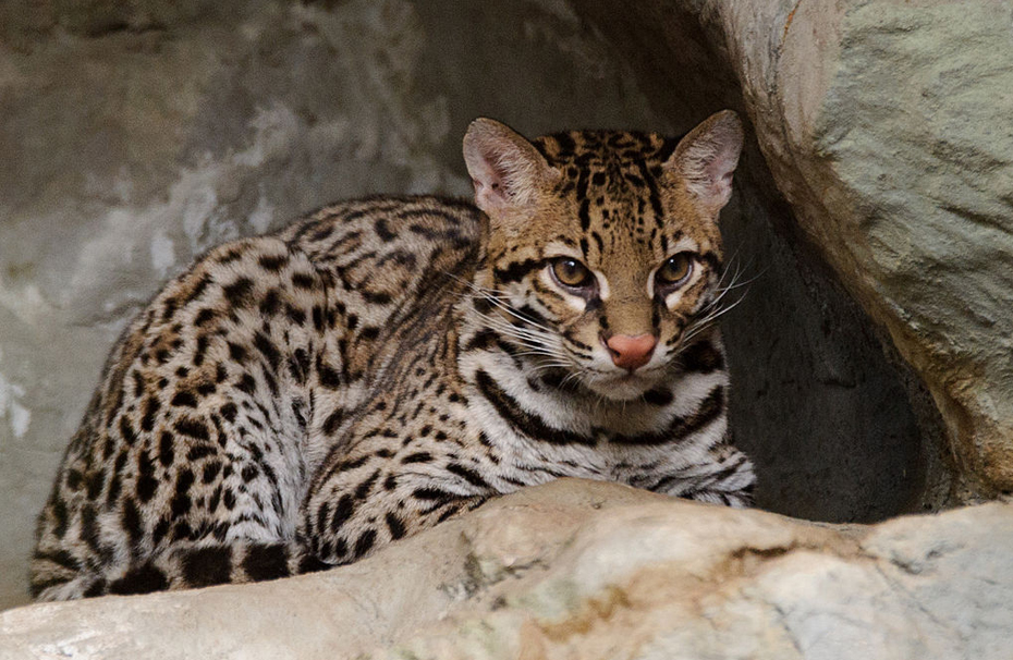 ocelot