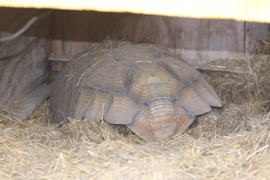 tortise 