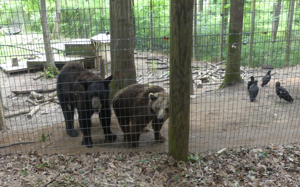 Black bear and grizzley bear