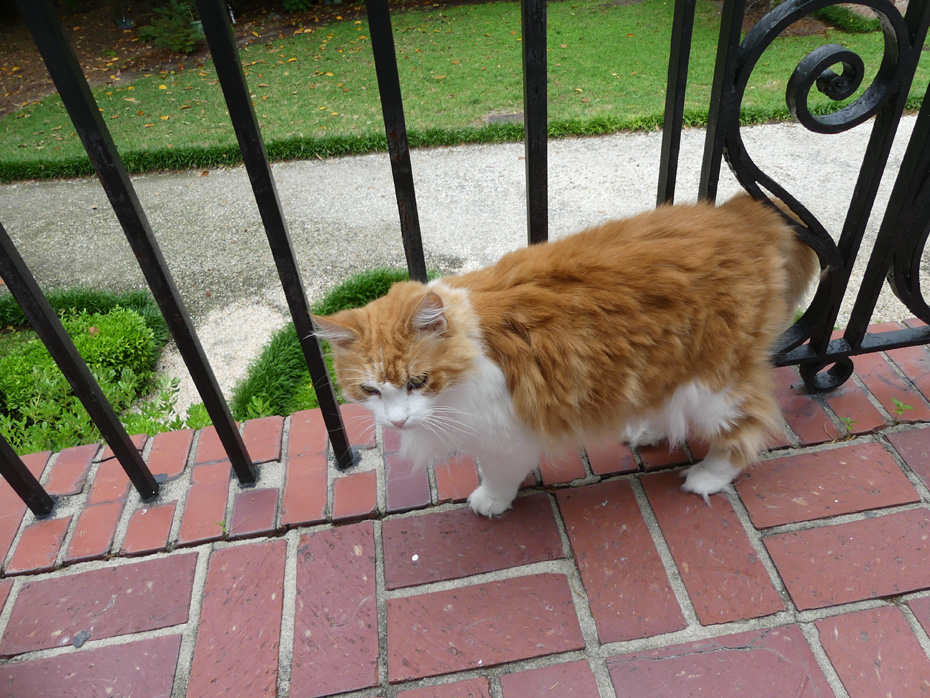 gold and white cat at Bloomsbury inn