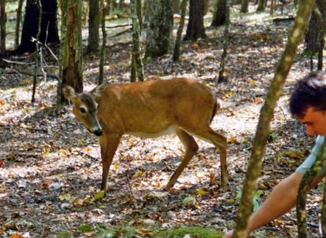 deer