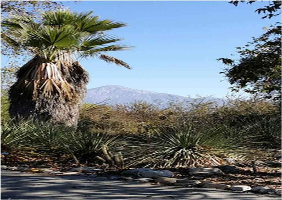 Botanical Garden  with mountain view