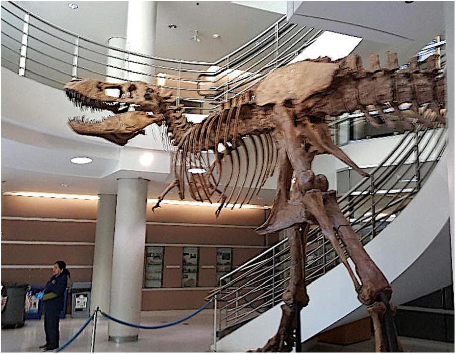 Osborn T-Rex Skeleton