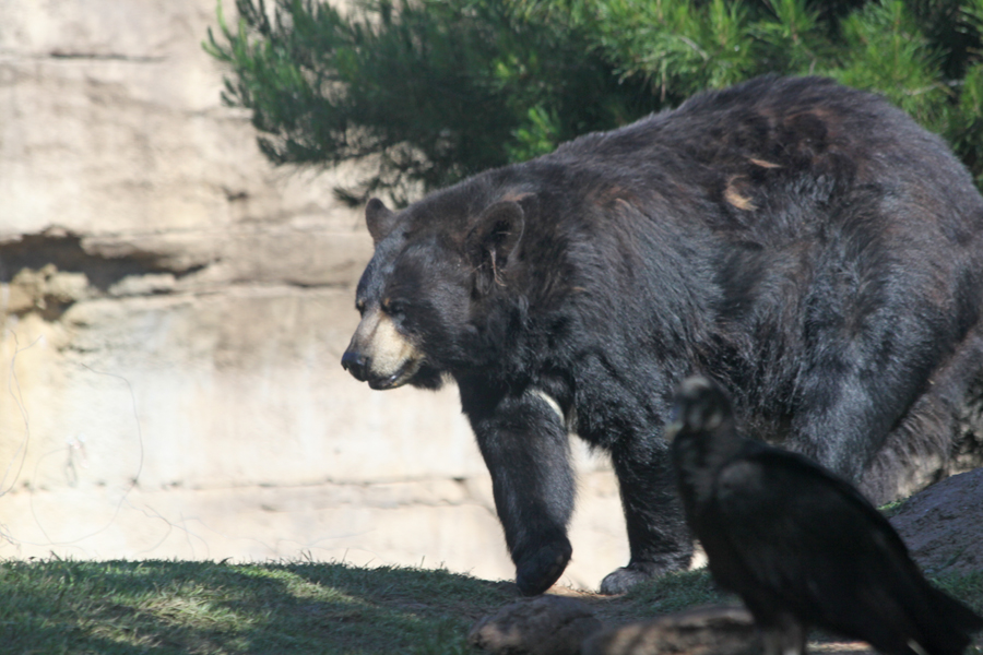 bear at Cameron Park Zoo