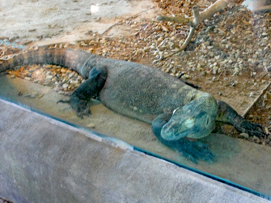 Komodo dragon at Cameron Park Zoo in Waco, Texas at