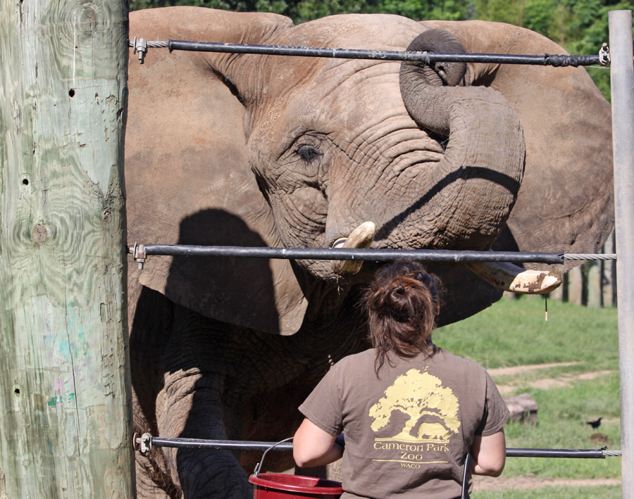 Trainer gives elephant a treat at Cameron Park Zoo in Waco, Texas