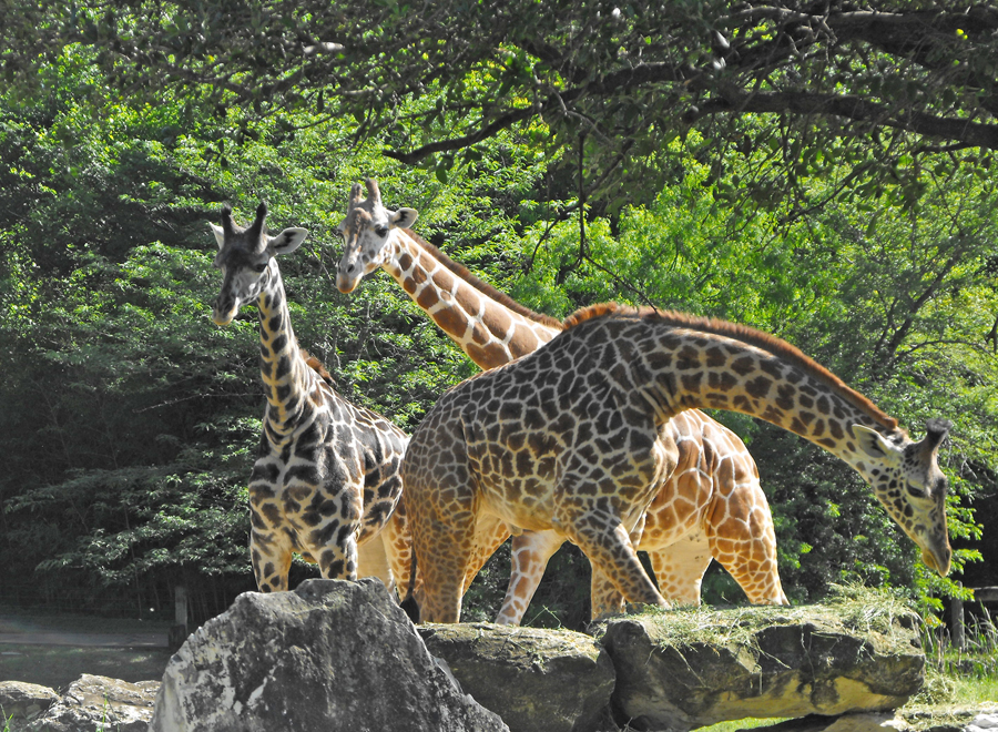 Giraffes at Cameron Park Zoo in Waco, Texas at