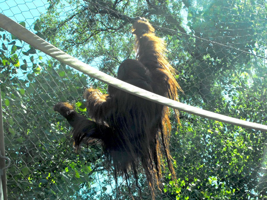 Mukah an orangutan climbs at Cameron Park Zoo in Waco, Texas