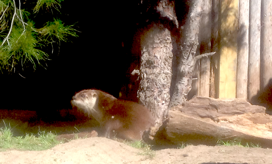 Otter our of the water at Cameron Park Zoo in Waco, Texas at
