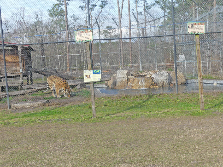 some of the big cats resced by caddy shack
