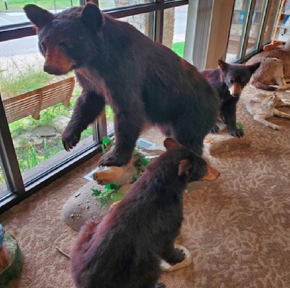 bears