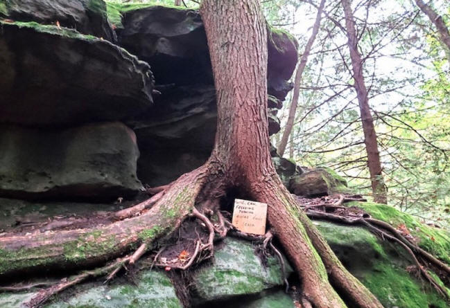 tree growing on bilger rocks