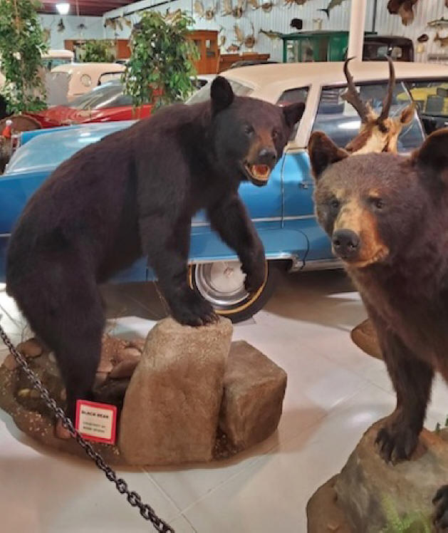cars and bears at grice museum