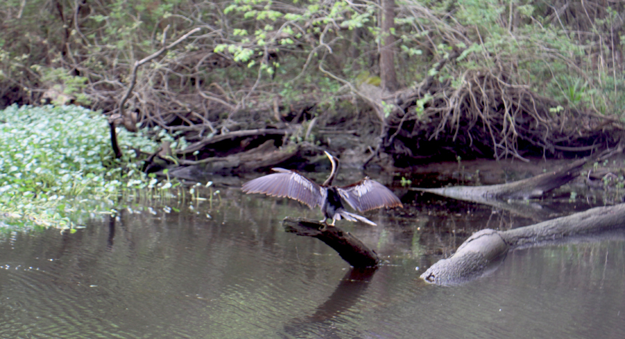 Anhinga drying her wings on log in swamp