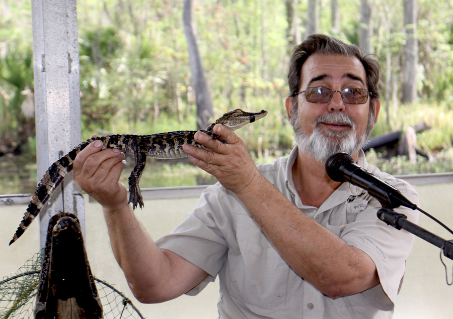 Captain Tom displays a small alligator he brought onboard to show on Cajun Pride Swamp Tours near LaPlace, Louisiana