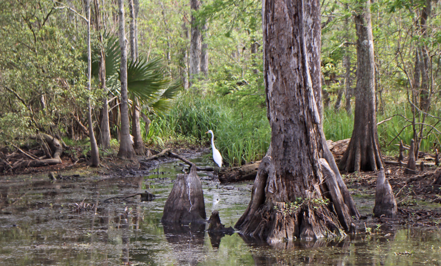 Snowy egret on cypress log.in swamp