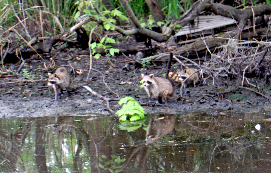 Family of raccoons eating the lettuce