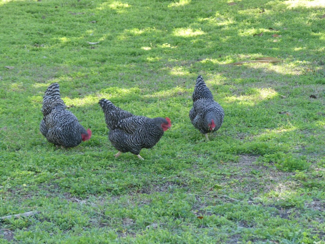 chickens dudley farm