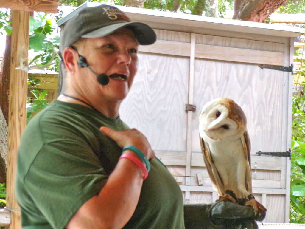 barn owl 