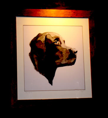 Black Dog, Hans at Chateau Morrisette