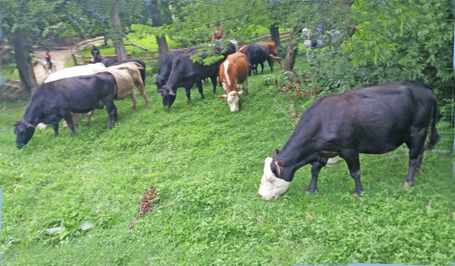 cattle grazing 