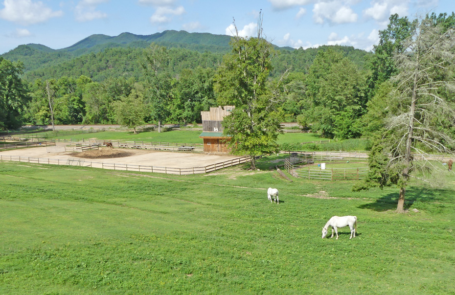 Mountain view wiht horses grazing in foreground