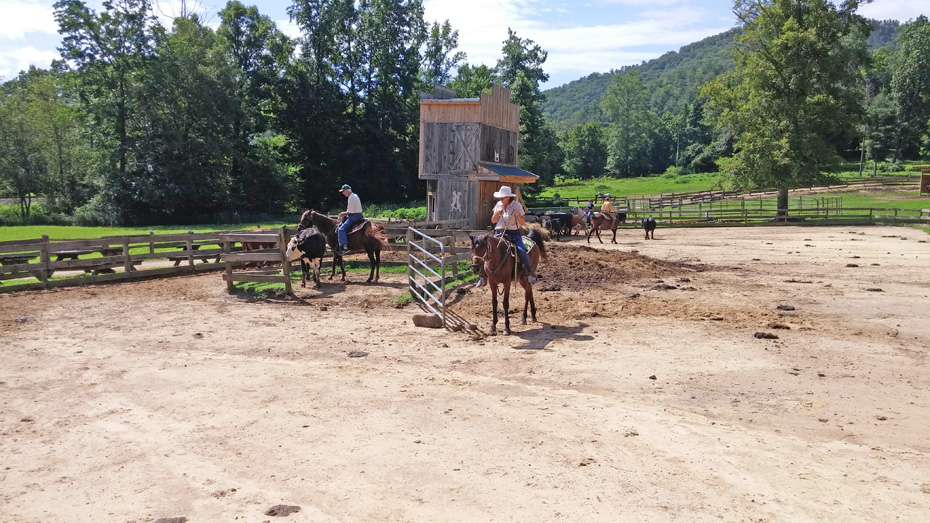 riders penning cattle