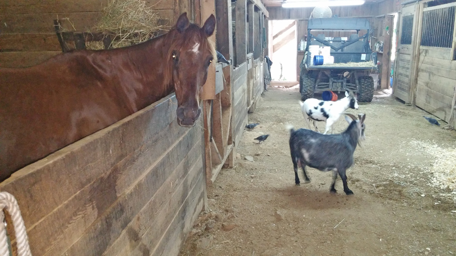 horse and two goats in barn