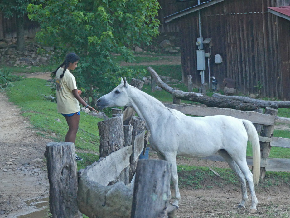 Young girl feeding white horse a treat